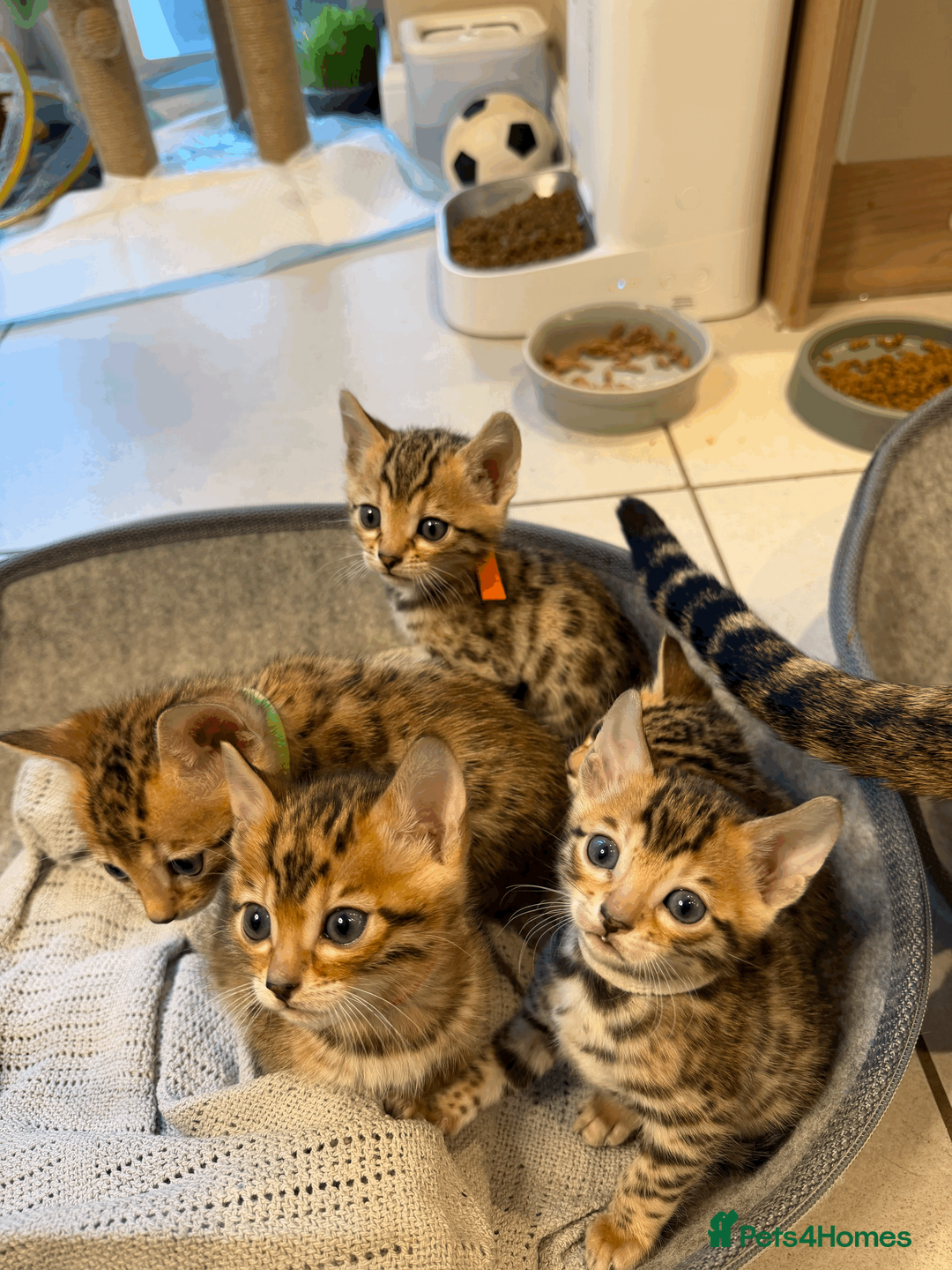 Bengal cats for sale: 🐾 Purebred Bengal Kittens for Sale 🐾 - Advert 8
