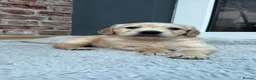 Golden Retriever dogs for sale: 1 Beautiful Golden Retriever Girl Left 😍🩷 - Advert 28