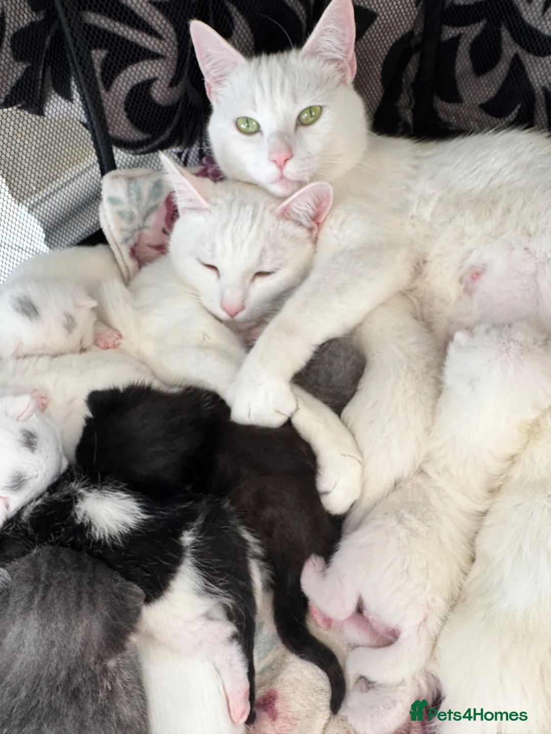 Mixed Breed cats for sale: adorable kittens looking for forever homes  - Advert 1