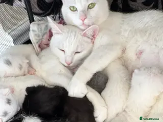 Mixed Breed cats adorable kittens looking for forever homes - Advert 1