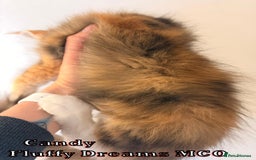 Maine Coon cats for sale: Fluffy Maine Coons 3 girls 1 boy active/non-active - Image 5
