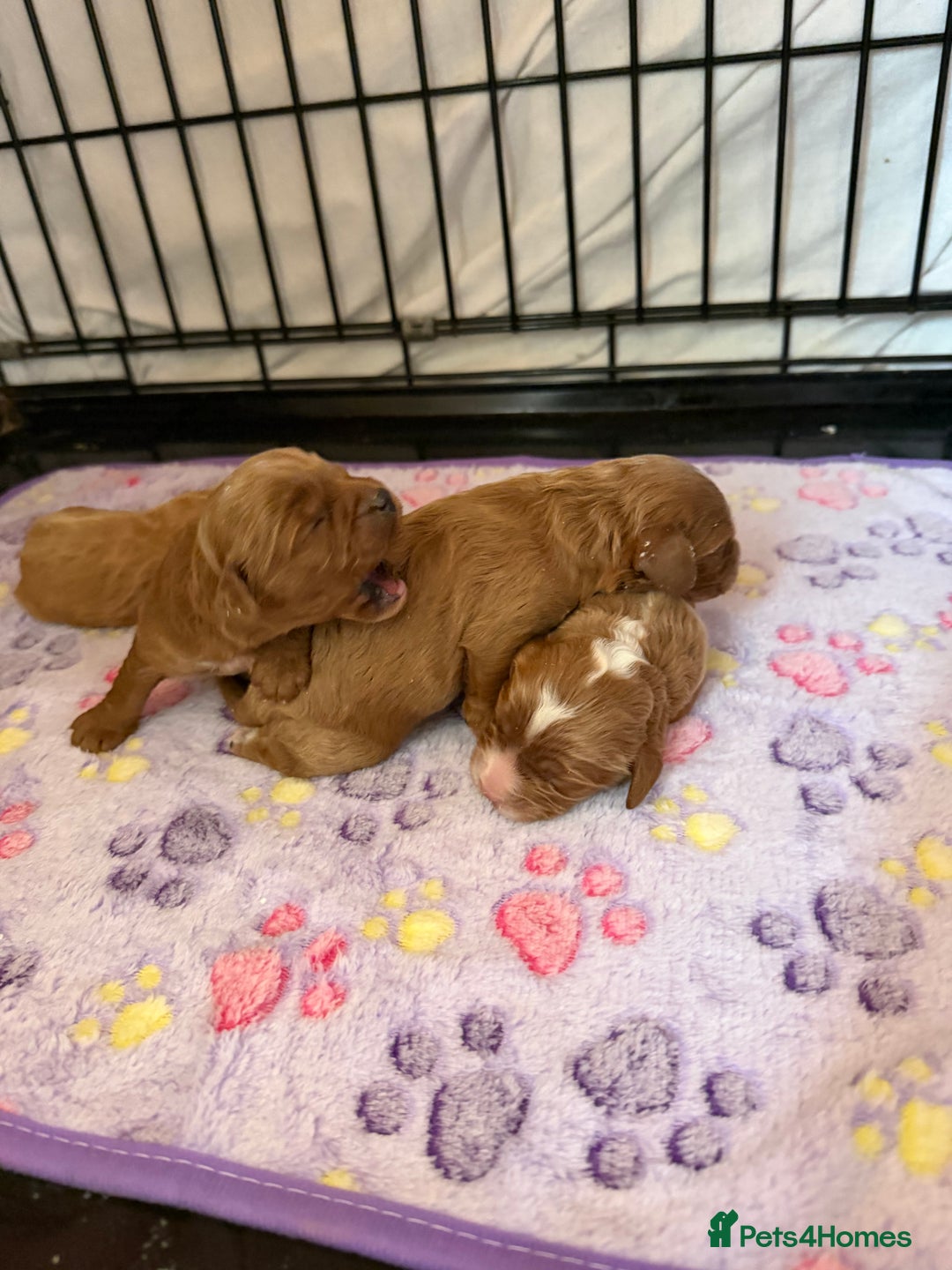 Cavapoo dogs for sale: F1 cavapoo puppies fully health tested - Advert 3
