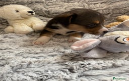 Welsh Corgi Cardigan dogs for sale: WELSH CARDIGAN CORGI BABIES FROM 5 ⭐ LICENSED HOME - Image 15