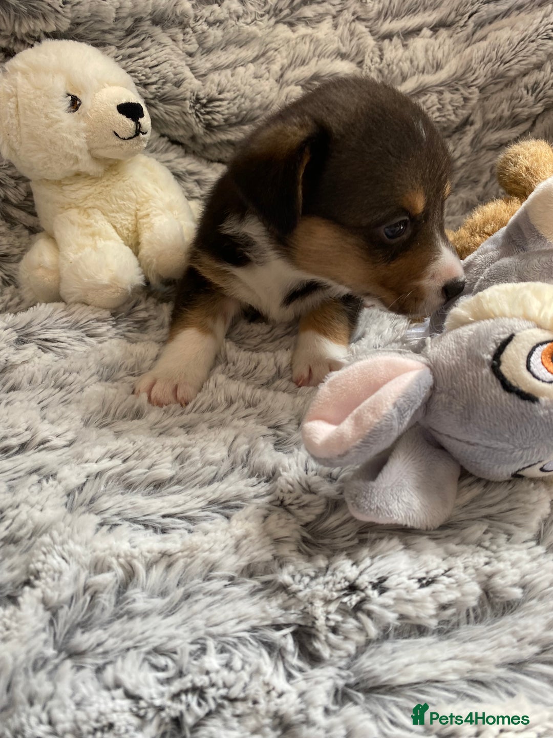 Welsh Corgi Cardigan dogs for sale: WELSH CARDIGAN CORGI BABIES FROM 5 ⭐ LICENSED HOME - Image 15