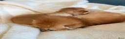 British Shorthair cats for sale: TICA reg ny12 golden kittens  - Advert 4