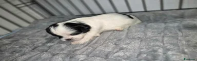 Lhasa Apso 6