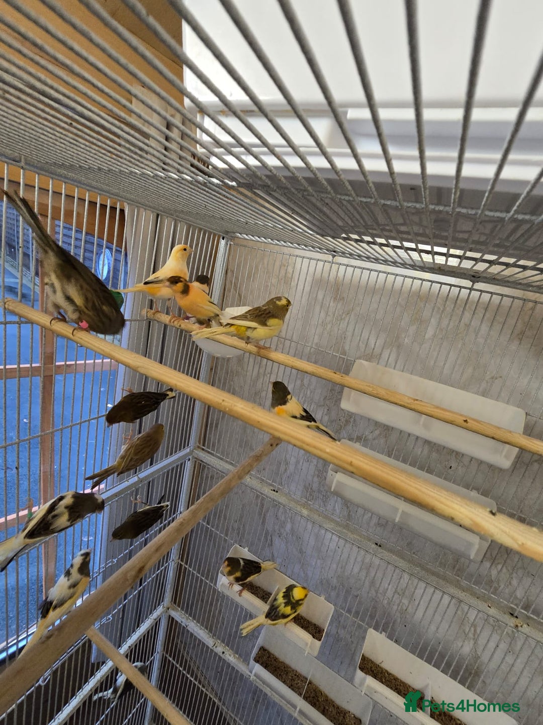 Canaries birds for sale: Beautiful healthy canaries for sale in Manchester  - Advert 19