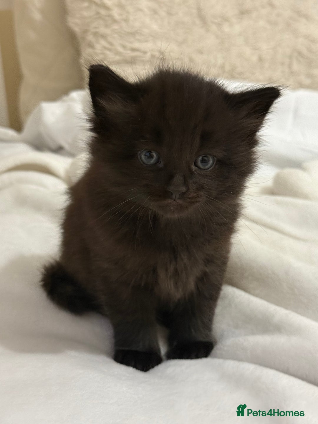 Ragdoll cats for sale: Ragdoll Mix Litter - Advert 8