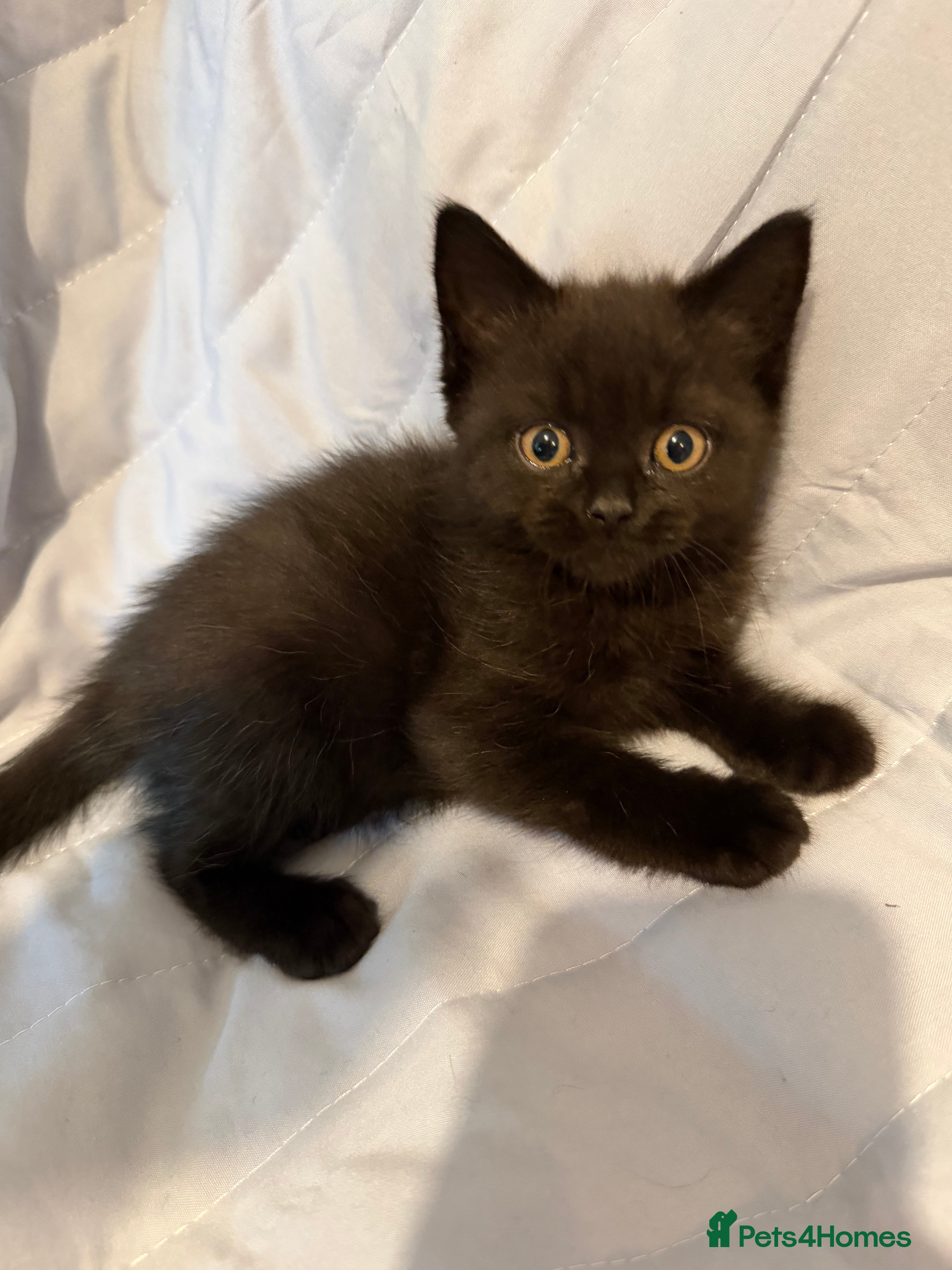 British Shorthair cats Pedigree BSH British cat kittens  - Advert 9