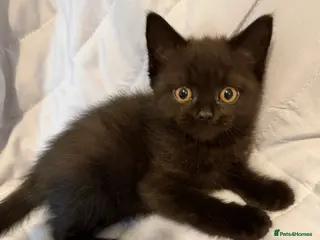 British Shorthair cats Pedigree BSH British cat kittens - Advert 5