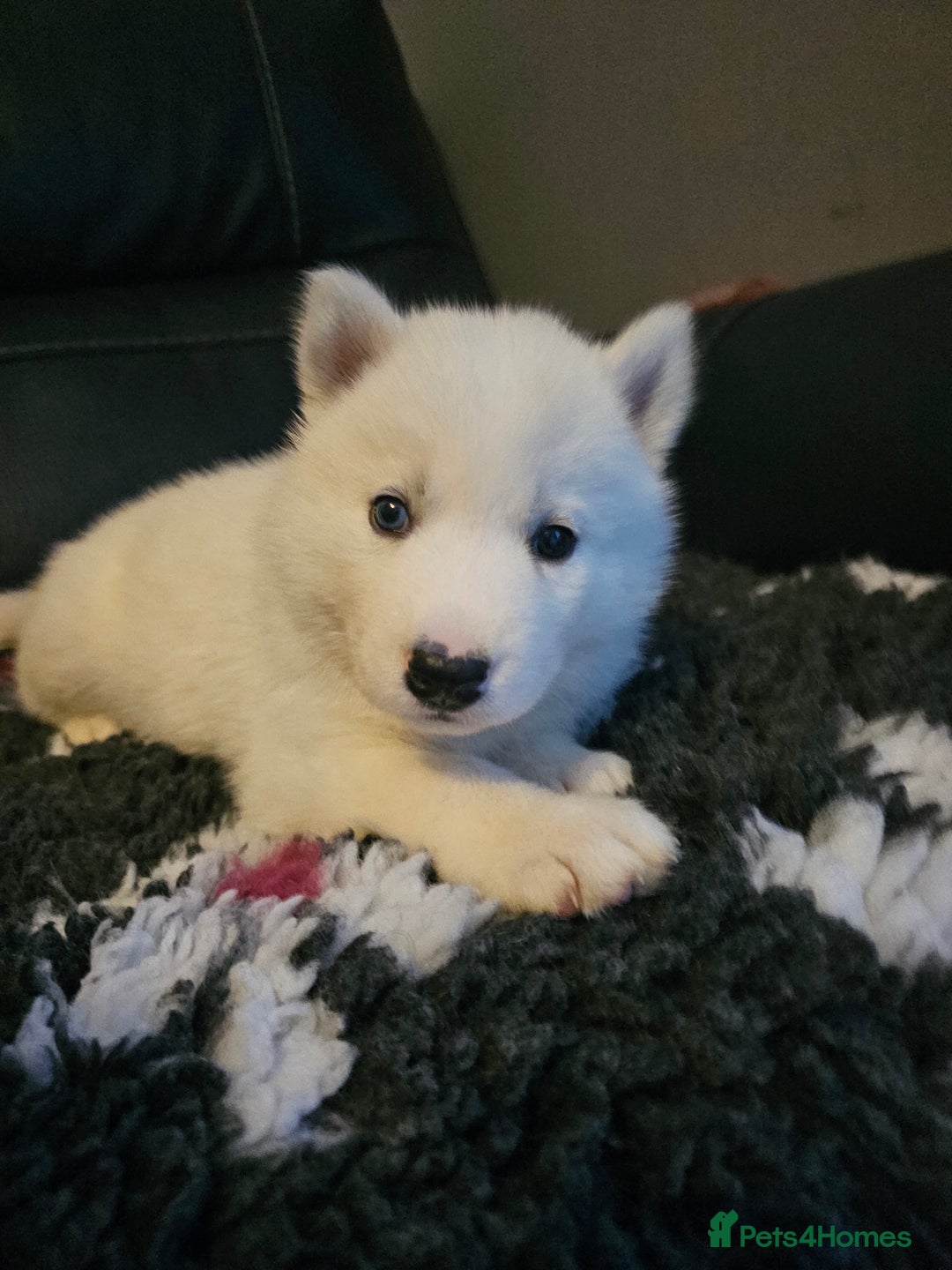 Siberian Husky dogs for sale: 5 beautiful siberian husky fur babies - Advert 11