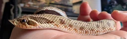 Mixed Breed reptiles for sale: Various reptiles looking for new homes - Advert 4