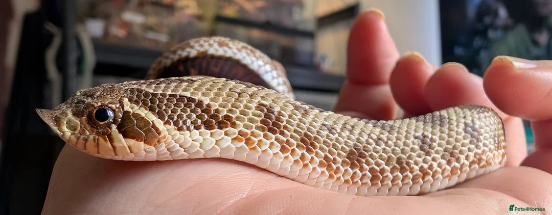 Mixed Breed reptiles for sale: Various reptiles looking for new homes - Advert 4