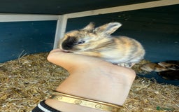 Harlequin rabbits for sale: Harlequin Baby rabbits for sale   - Image 3