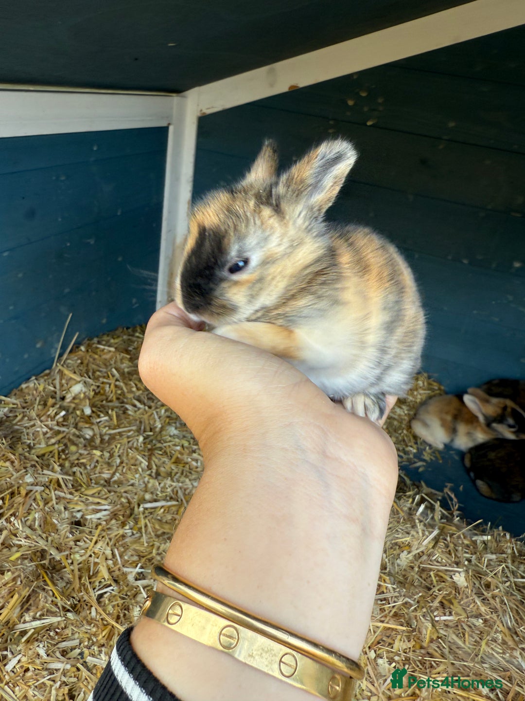 Harlequin rabbits for sale: Harlequin Baby rabbits for sale   - Image 3