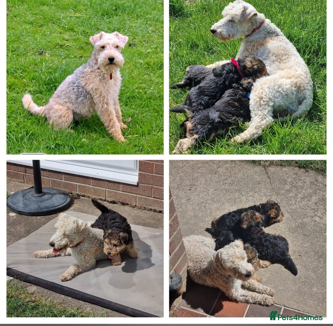 Lakeland Terrier dogs Pedigree Lakeland Terriers  - Advert 9