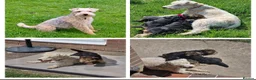 Lakeland Terrier dogs for sale: Pedigree Lakeland Terriers  - Advert 1