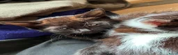 Mixed Breed cats for sale: 6 Fluffy Kitties - Advert 8