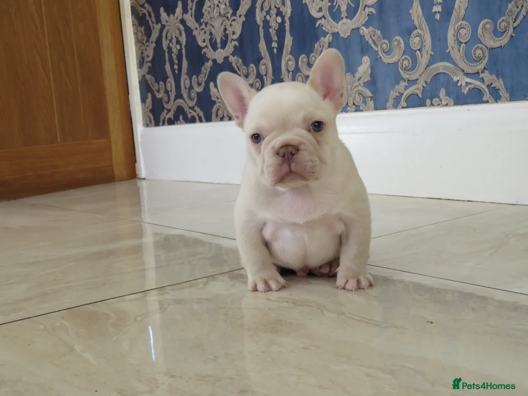 French Bulldog dogs for stud: ISABELLA NEWSHADE AND TAN CREAM CARRIER STUD in Boston - Advert 18