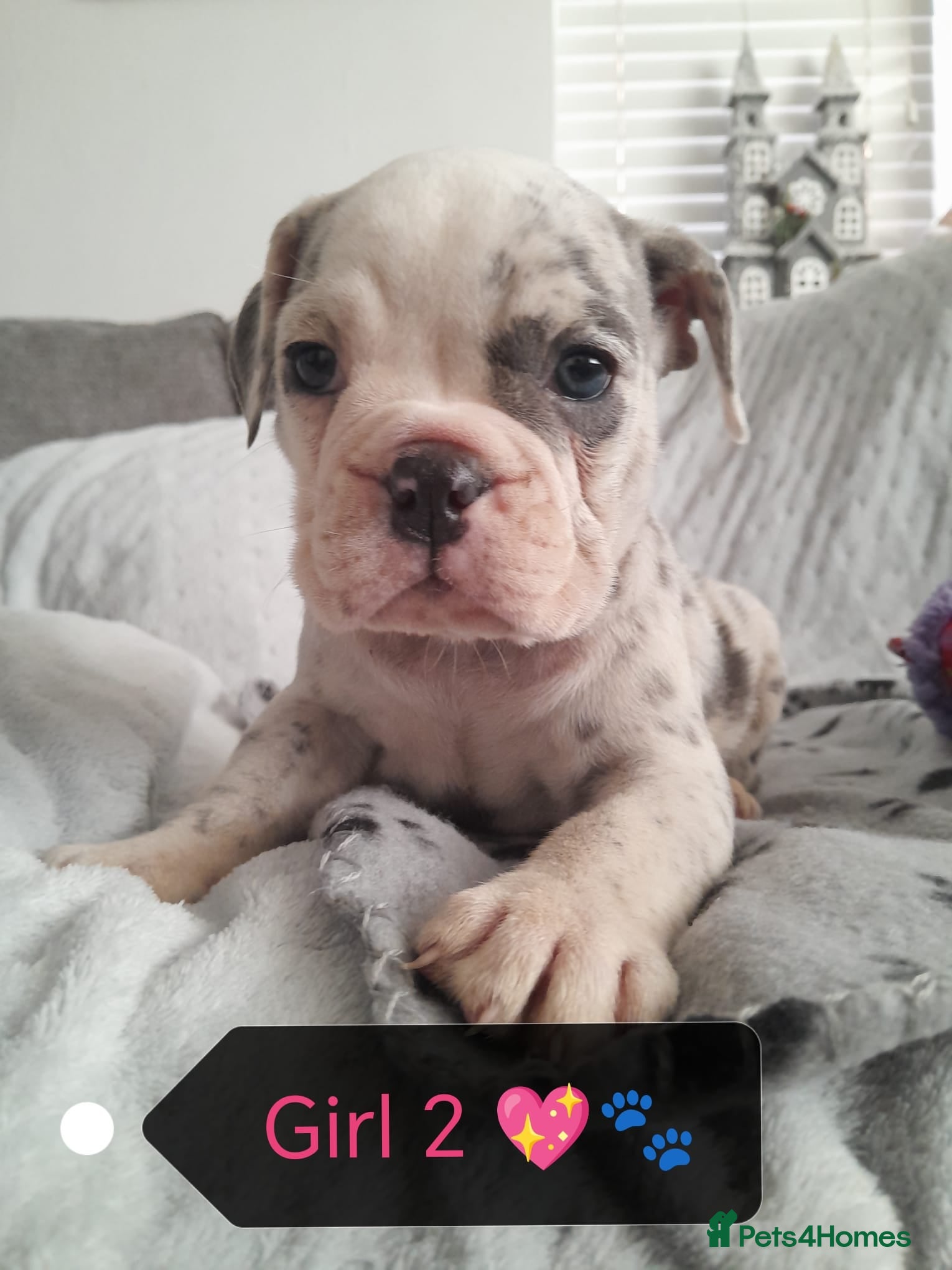 Mixed Breed dogs 🐾🐶Ready Now Stunning New English Bulldog Pup🐶🐾 - Advert 4