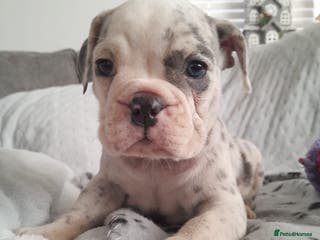 Mixed Breed dogs 🐾🐶Ready Now Stunning New English Bulldog Pup🐶🐾 - Advert 4