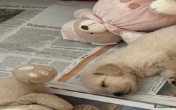 Golden Retriever dogs for sale: Golden Retriever pups - Image 4