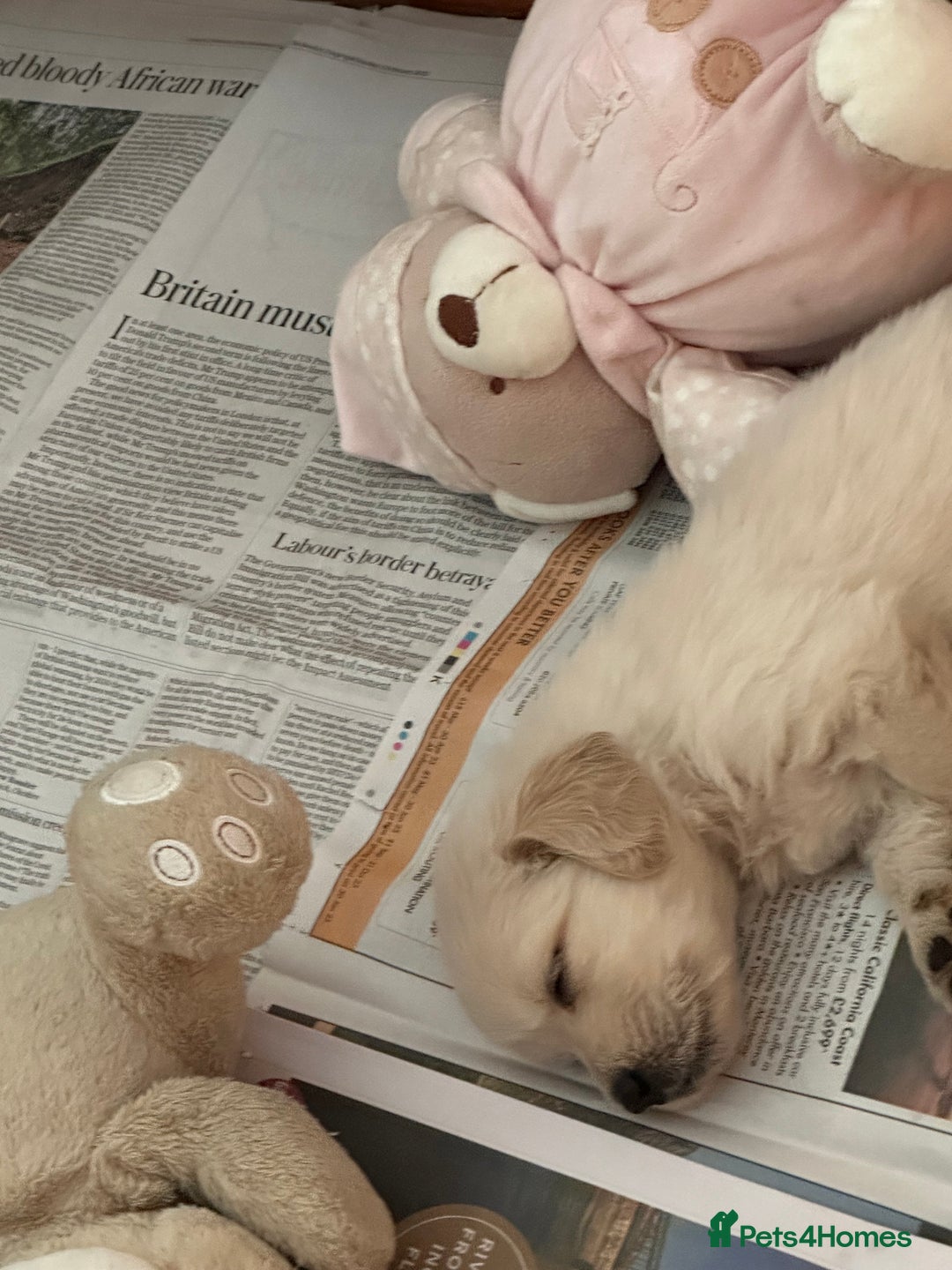 Golden Retriever dogs for sale: Golden Retriever pups - Image 4