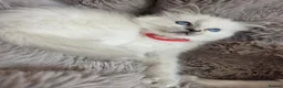 Ragdoll cats for sale: 🏆GCCF REG. EXTENSIVELY TESTED RAGDOLL KITTENS🌟 - Advert 11