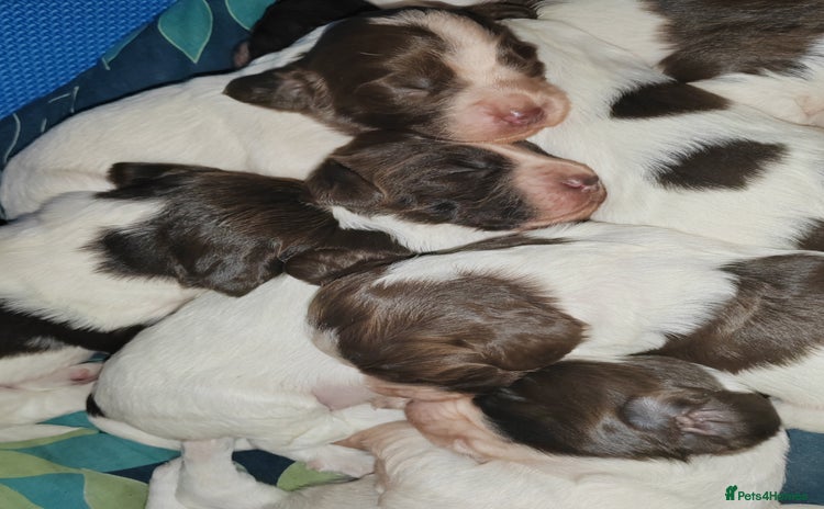 English Springer Spaniel dogs - Advert 4
