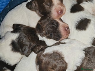English Springer Spaniel dogs - Advert 1