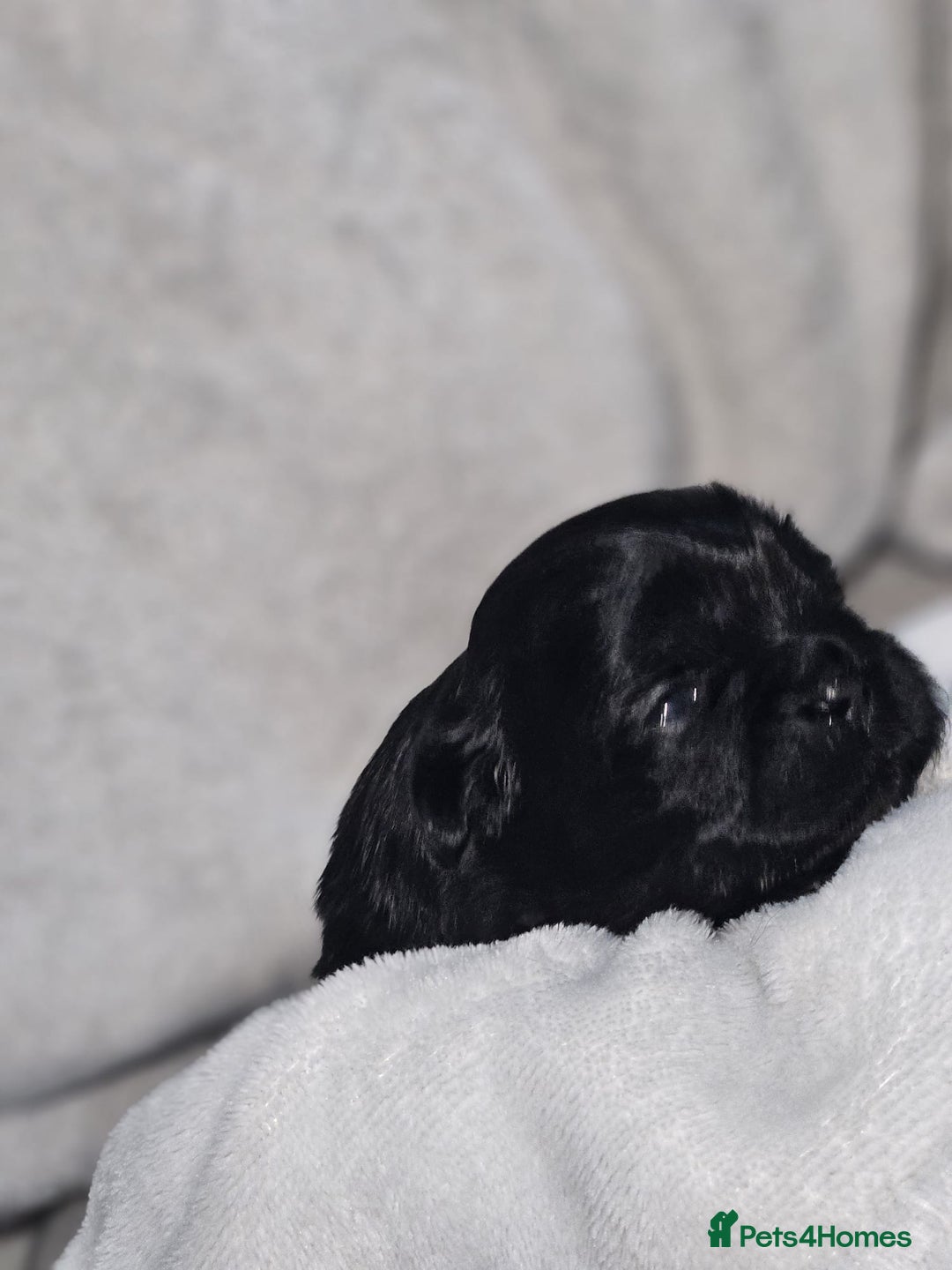 Shih Tzu dogs for sale: Shih tzu puppies  - Advert 16