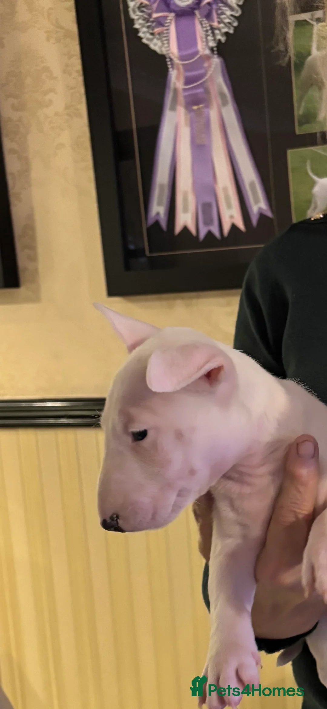 Bull Terrier dogs for sale: 🇬🇧🇬🇧BULLYVIEW BULL TERRIERS🇬🇧🇬🇧 - Advert 10