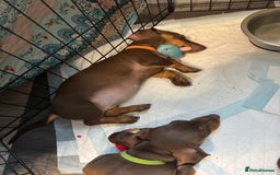 Miniature Dachshund dogs for sale: Beautiful Miniature Dachshunds  - Image 16