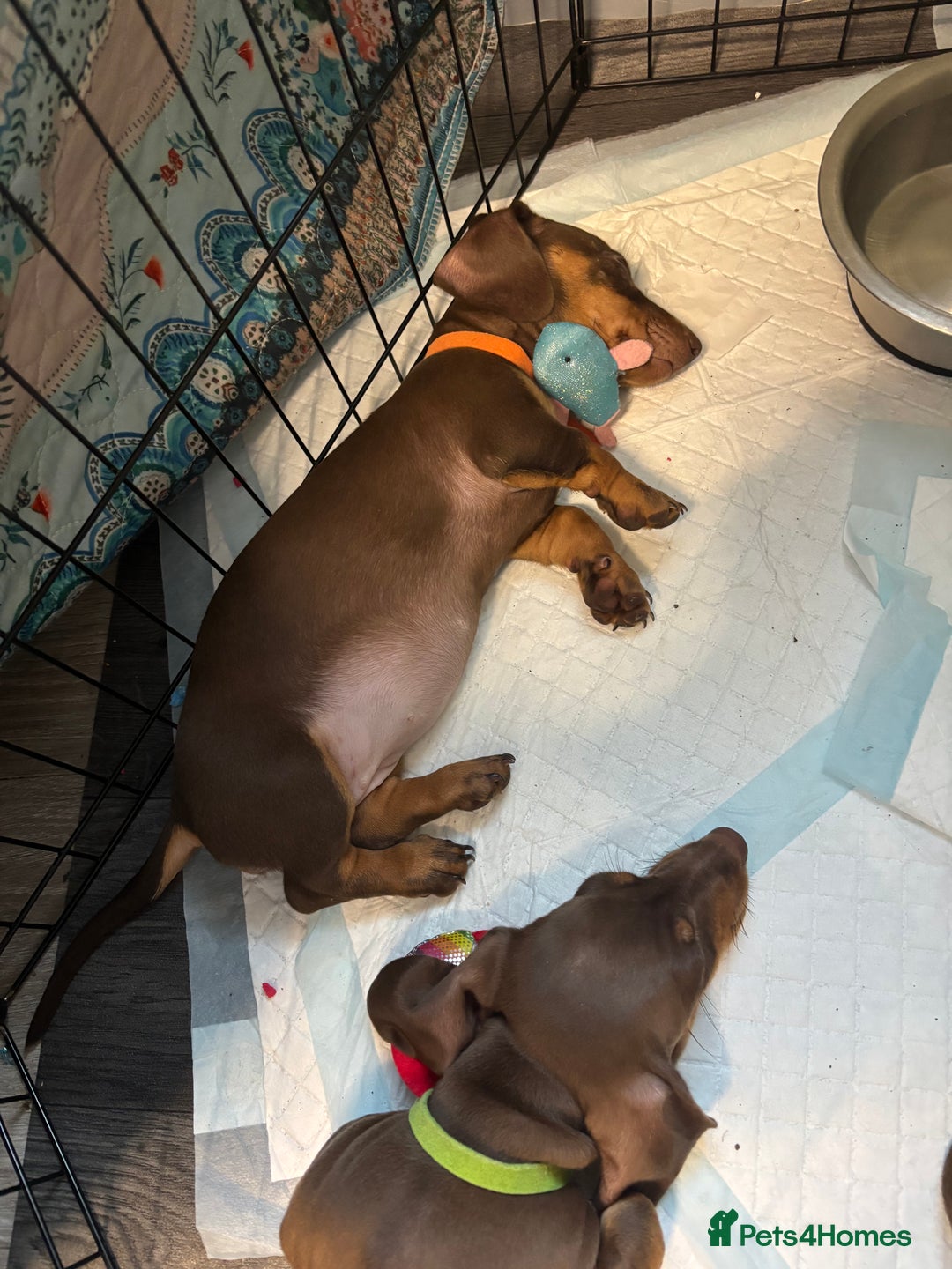 Miniature Dachshund dogs for sale: Beautiful Miniature Dachshunds  - Image 16