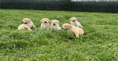 Labrador Retriever dogs - Advert 5