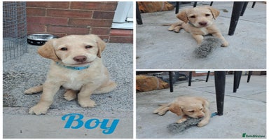 Labradoodle dogs - Advert 7