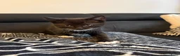 Mixed Breed cats for sale: Gorgeous Black & White Kittens - Two boys left - Advert 11