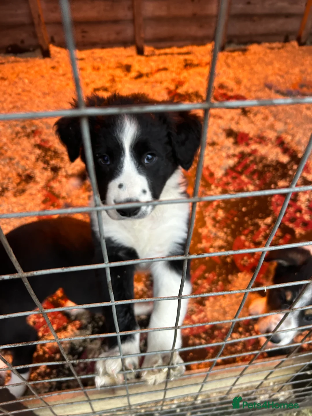 Border Collie dogs for sale: Border Collie pups looking for a new home🏡 in Barnsley - Advert 2