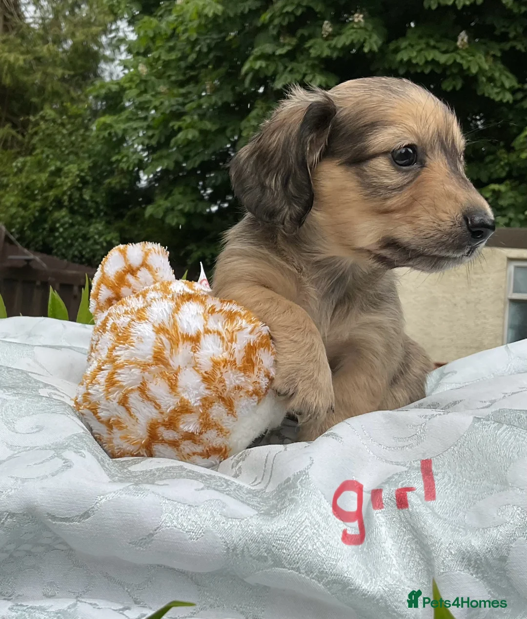 Miniature Dachshund dogs for sale: GORGEOUS KC reg PRA CLEAR MINI DACHSHUND PUPPIES - Advert 2