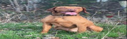 Hungarian Vizsla dogs for stud: The famous Zsivaly Champion sired imported stud in Loughborough - Advert 11
