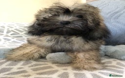 Shihpoo dogs for sale: shihpoo puppies for sale  - Image 19
