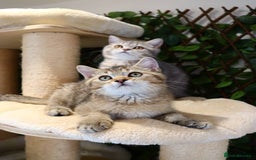 Scottish Fold cats for sale: Ready TICA reg stunning kittens available  - Image 13