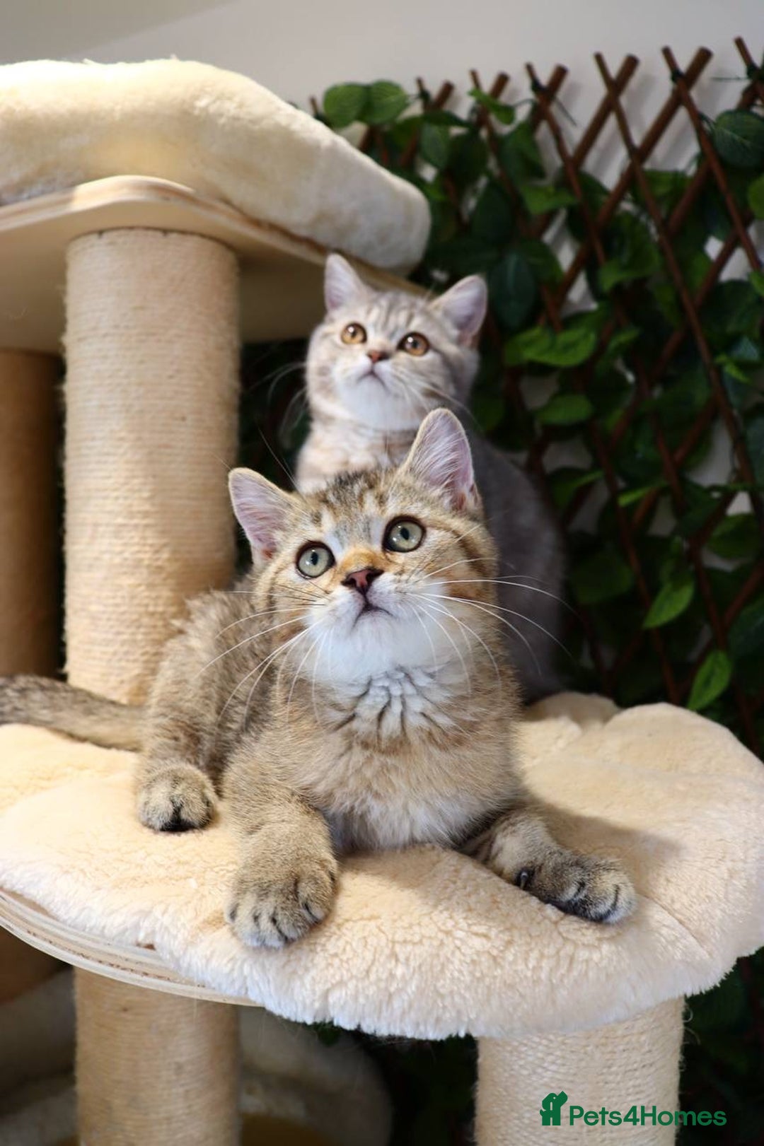 Scottish Fold cats for sale: Ready TICA reg stunning kittens available  - Image 13