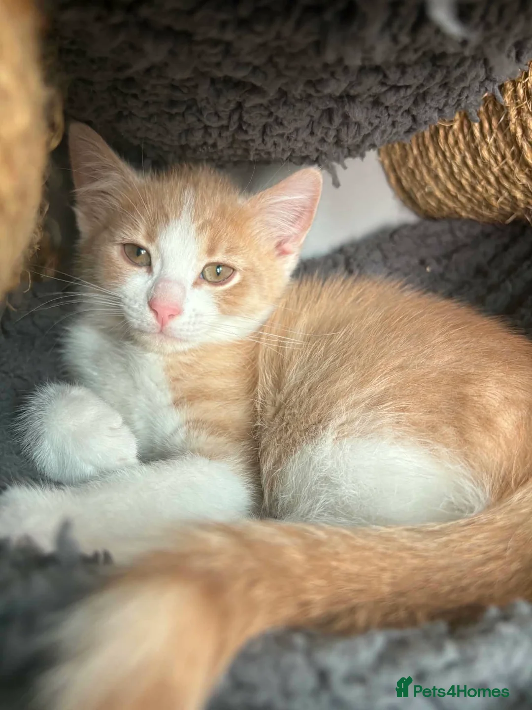 Maine Coon cats for sale: Gorgeous 1/4 Maine coon kittens - Advert 2