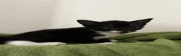 Domestic Shorthair cats for sale: 3 x Tux Kittens - Advert 3