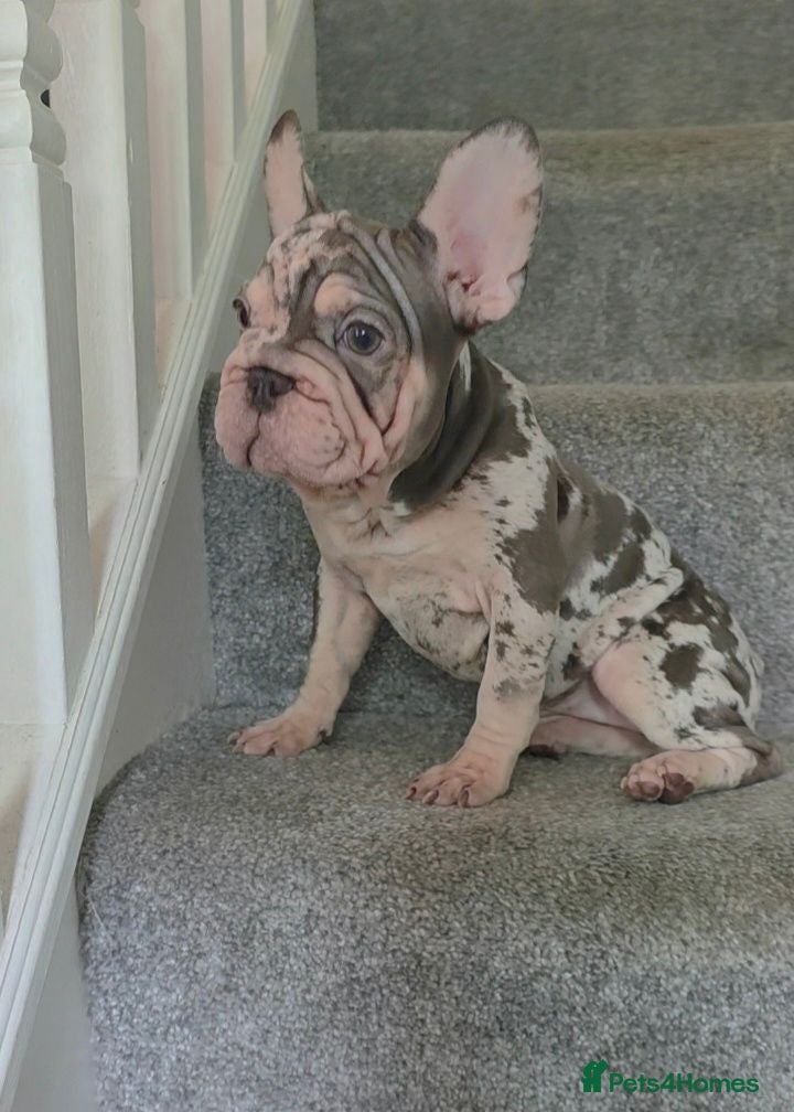 French Bulldog dogs 4 French Bulldog Pups left ready to leave  - Advert 2