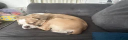French Bulldog dogs for sale: Male French Bulldog - Advert 3