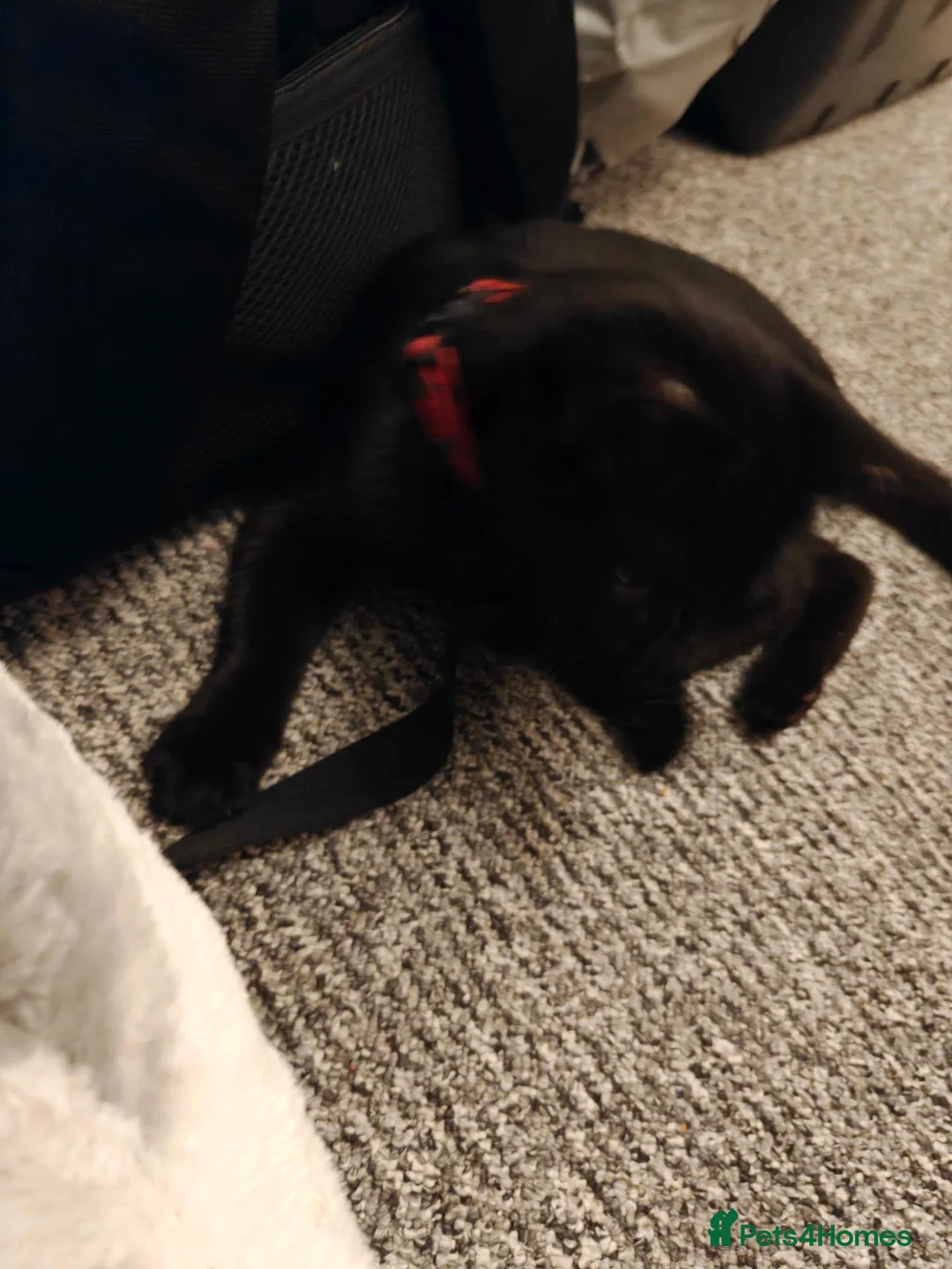 Mixed Breed cats for sale: Male kitten  in Coventry - Advert 3