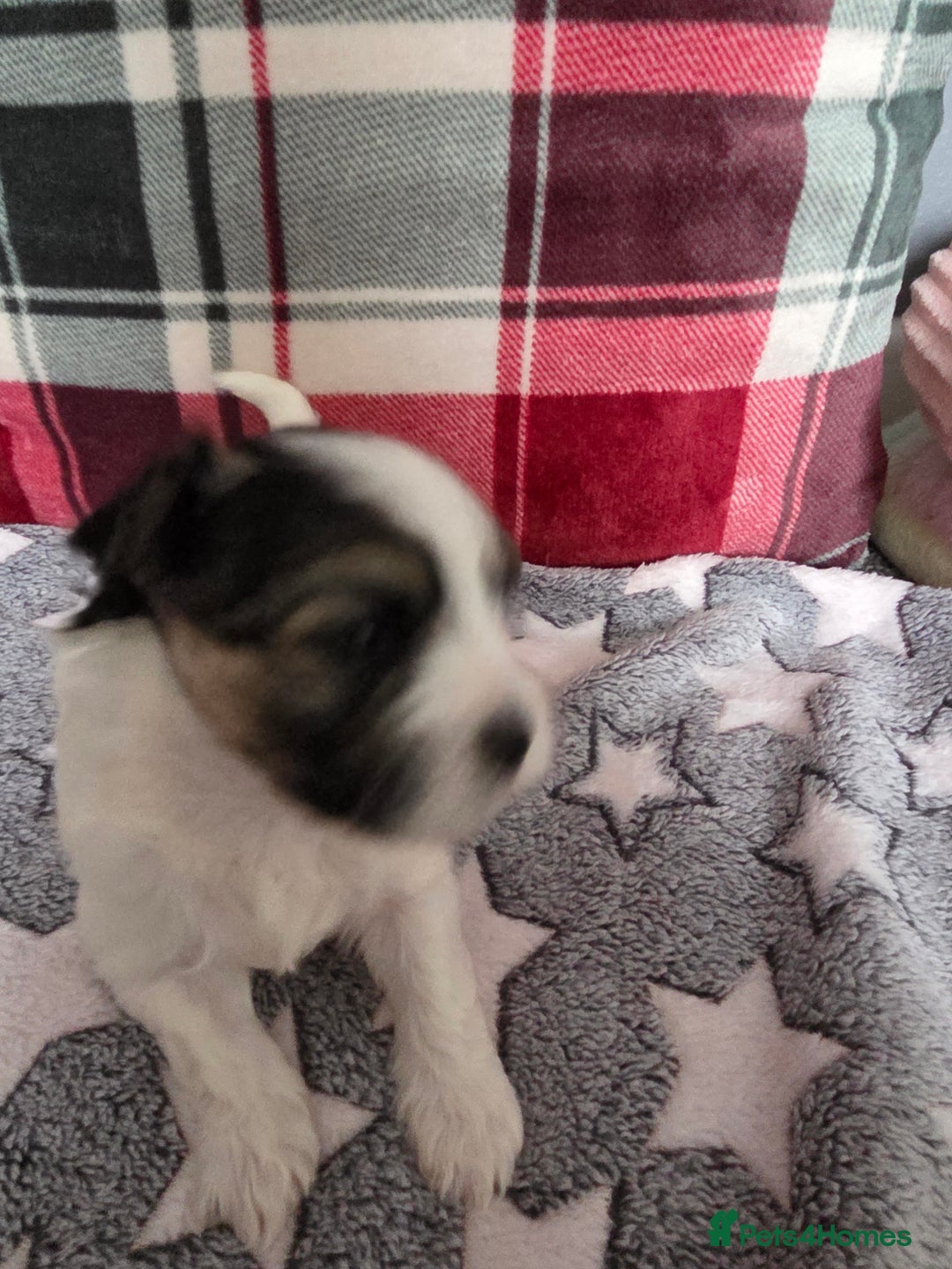 Maltese dogs for sale: 3 boys 1 girl x maltese puppies - Advert 31