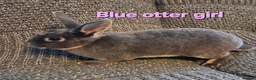Rex rabbits for sale: Breeding pair of Unrelated mini rex - Advert 18